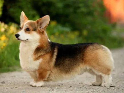 A tartalom a kutyák welsh corgi fajta leírás, szabályok ellátás, fotó