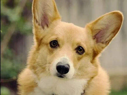 A tartalom a kutyák welsh corgi fajta leírás, szabályok ellátás, fotó