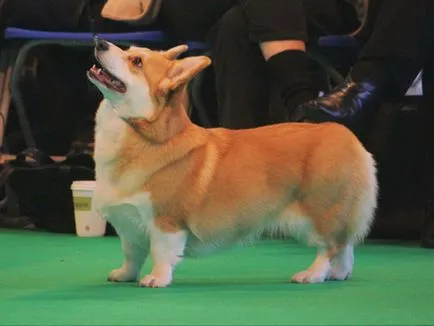 A tartalom a kutyák welsh corgi fajta leírás, szabályok ellátás, fotó