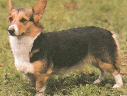 A tartalom a kutyák welsh corgi fajta leírás, szabályok ellátás, fotó