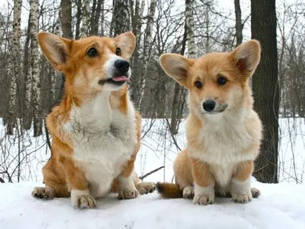 Съдържанието на кучета уелски Corgi описанието порода, правилата на грижи, снимка