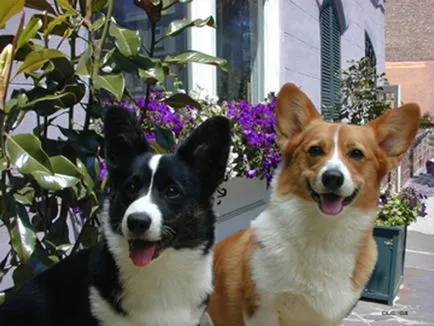 A tartalom a kutyák welsh corgi fajta leírás, szabályok ellátás, fotó