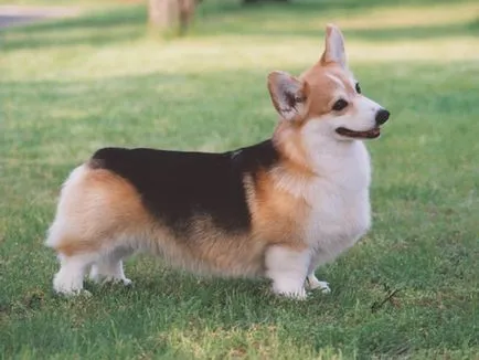 A tartalom a kutyák welsh corgi fajta leírás, szabályok ellátás, fotó