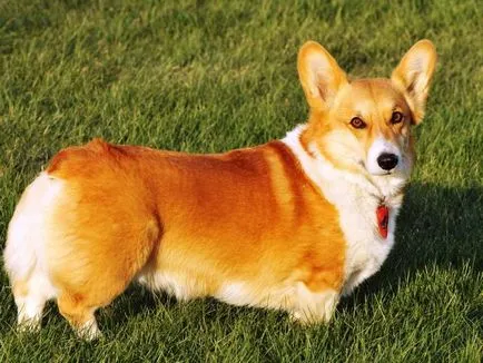 Съдържанието на кучета уелски Corgi описанието порода, правилата на грижи, снимка