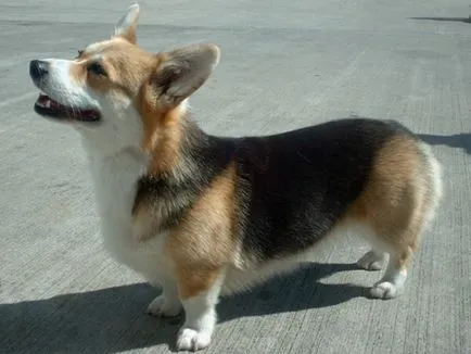 A tartalom a kutyák welsh corgi fajta leírás, szabályok ellátás, fotó