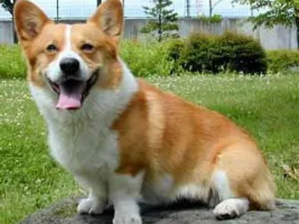 Съдържанието на кучета уелски Corgi описанието порода, правилата на грижи, снимка