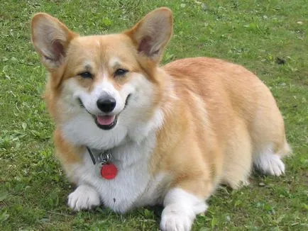 Съдържанието на кучета уелски Corgi описанието порода, правилата на грижи, снимка