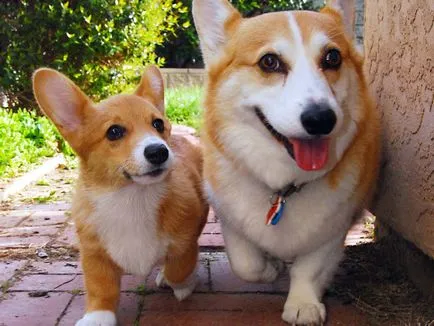 A tartalom a kutyák welsh corgi fajta leírás, szabályok ellátás, fotó