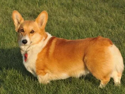 A tartalom a kutyák welsh corgi fajta leírás, szabályok ellátás, fotó