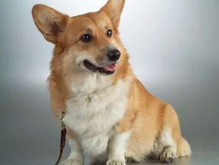 A tartalom a kutyák welsh corgi fajta leírás, szabályok ellátás, fotó