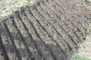 Feltételek és szabályok hagyma ültetése Seva tavasszal és gondozás