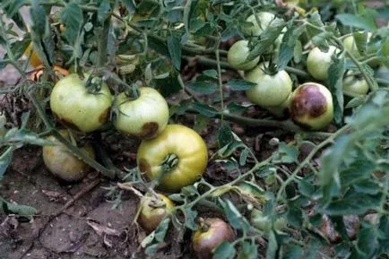 Perioada de plantare tomate într-o seră să crească o grădină!