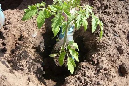 Perioada de plantare tomate într-o seră să crească o grădină!