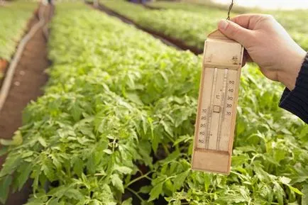 Perioada de plantare tomate într-o seră să crească o grădină!