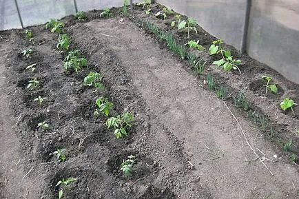 Perioada de plantare tomate într-o seră să crească o grădină!