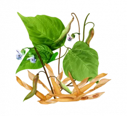 Bean листа полезни терапевтични свойства и противопоказания, боба в народната