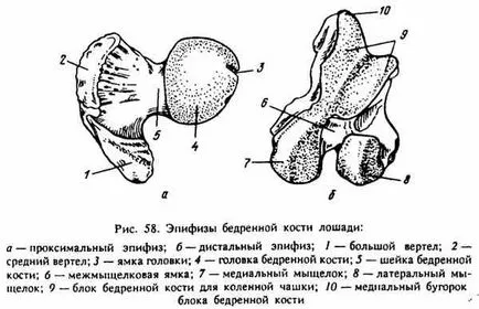 Structura unității scheletice primul braț