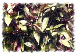 proprietăţile Tradescantia