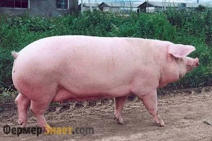 Landrace caracteristicile rasa de porc