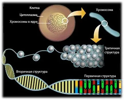 A hasonlóság a DNS-t és RNS-t