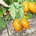 Tomate la la fa f1 (descrierea și caracteristicile soiurilor, cultivare, comentarii)