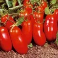 Tomate la la fa f1 (descrierea și caracteristicile soiurilor, cultivare, comentarii)