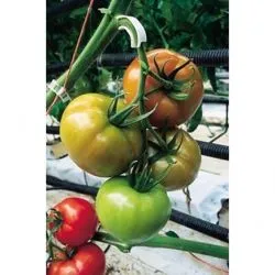 Tomate birou f1, cumpăra semințe de tomate f1 birou Syngenta Olanda, preț, recenzii, randamentele