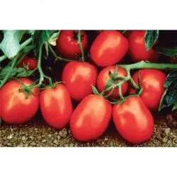 Tomate birou f1, cumpăra semințe de tomate f1 birou Syngenta Olanda, preț, recenzii, randamentele