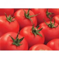 Tomate birou f1, cumpăra semințe de tomate f1 birou Syngenta Olanda, preț, recenzii, randamentele