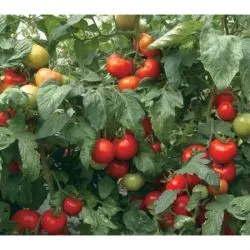 Tomate birou f1, cumpăra semințe de tomate f1 birou Syngenta Olanda, preț, recenzii, randamentele