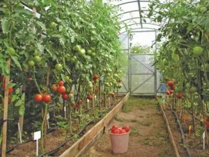Tomate la la fa f1 (descrierea și caracteristicile soiurilor, cultivare, comentarii)