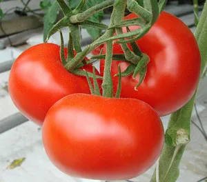 Tomate la la fa f1 (descrierea și caracteristicile soiurilor, cultivare, comentarii)