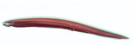 Вид на акорд структура и развитие на Amphioxus