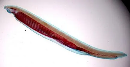 Tipul structurii coardă și dezvoltare a amphioxus