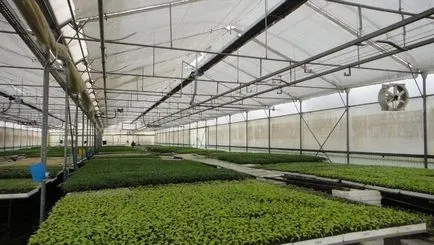 Greenhouse melegítjük egész évben a kezüket