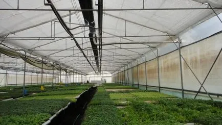 Greenhouse melegítjük egész évben a kezüket