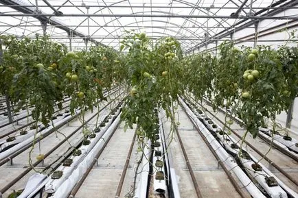 Greenhouse melegítjük egész évben a kezüket