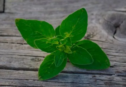 Herb majoránna, hasznos tulajdonság és ellenjavallatok