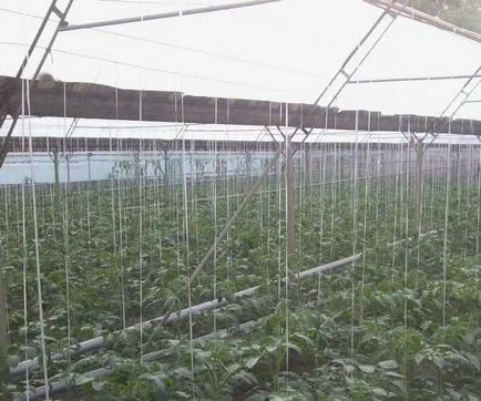 Greenhouse melegítjük egész évben a kezüket