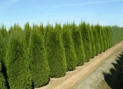 Thuja Brabant - plantare și îngrijire