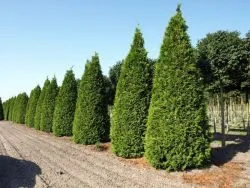 Thuja Brabant - plantare și îngrijire