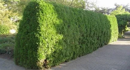 Thuja occidentalis Brabant (brabant) fotografii sopisaniem și tehnici de bază de plantare și îngrijire