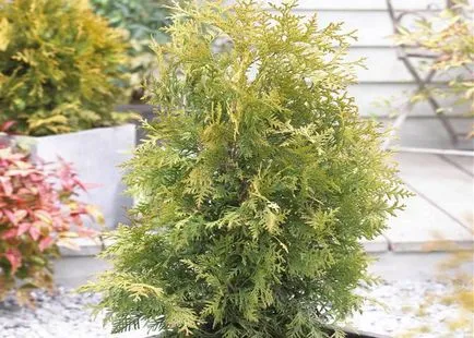 Thuja Occidentalis Брабант (Брабант) sopisaniem снимки и основни техники за засаждане и грижи