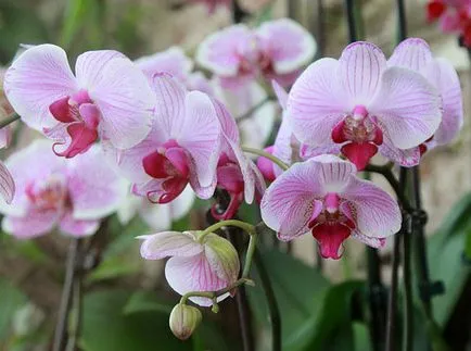 Тор за орхидеи
