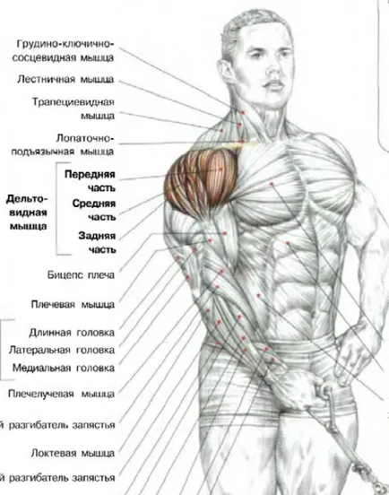 Тренирайте раменете, най-доброто упражнение най-ефективните упражнения за разработване на мускулите на раменния пояс