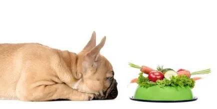 Какво зеленчуци може да бъде куче, и това, което по-добре не