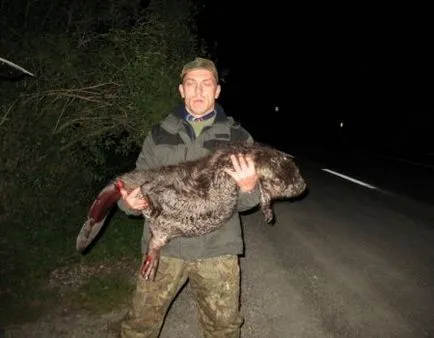 Hogyan lehet elkapni egy sable a csapdába, és milyen csali kell használni