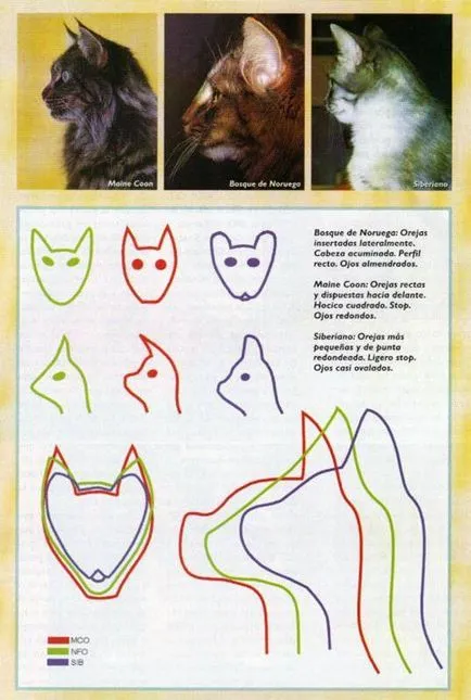 Melyek a sajátosságait szibériai macskák