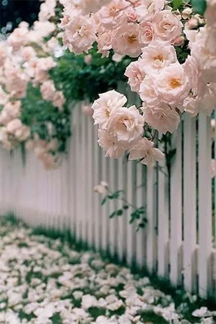 Cum frumos decora gard grădină cu mâinile lor de design fotografie