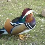 Duck мандарина особено внимание, като у дома си